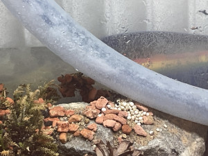 Da die Körner sonst runter fallen haben sie einen Kreis aus Seramis hin gelegt und diesen mit dem Couscous gefüllt (ich glaube die mögen sie nicht, werden immer ausserhalb vom Nest gelagert, wohl zu hart)
