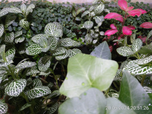 IMG_20240520_205126.jpg