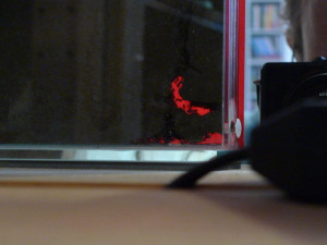 Formicarium_2.JPG